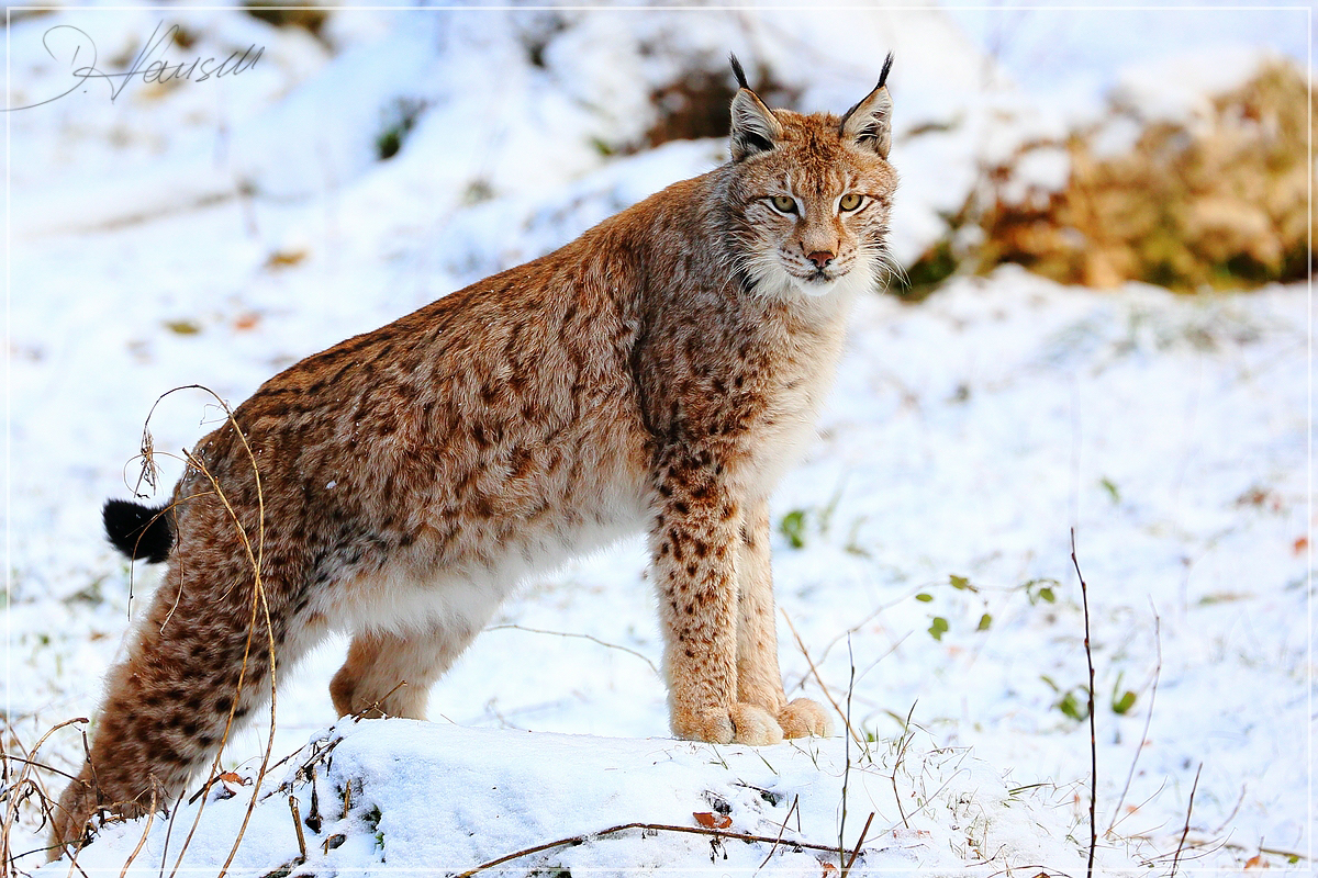 Luchs