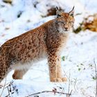 Luchs