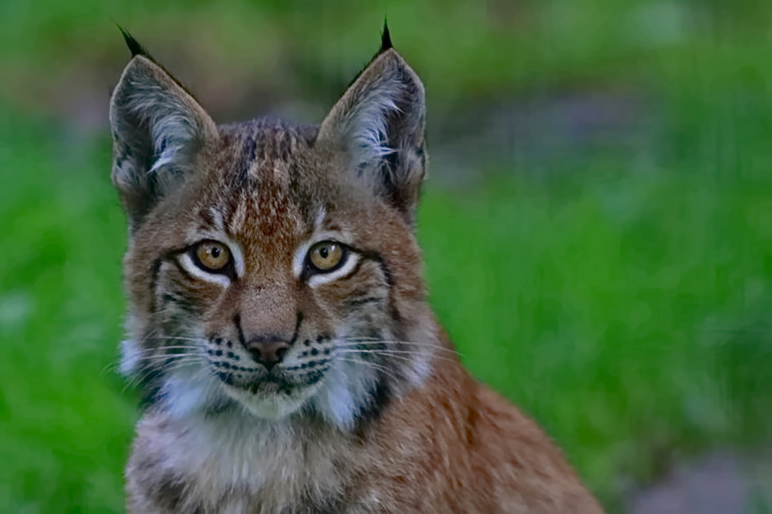 Luchs