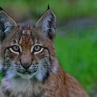 Luchs