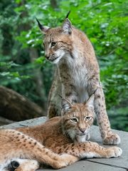 Luchs