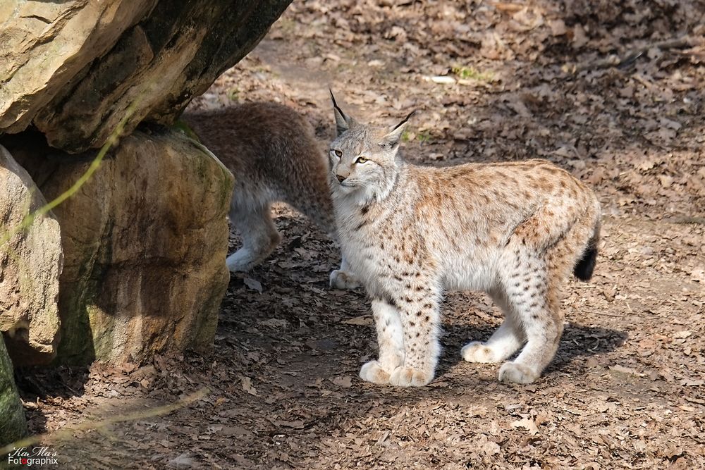 Luchs