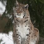 Luchs