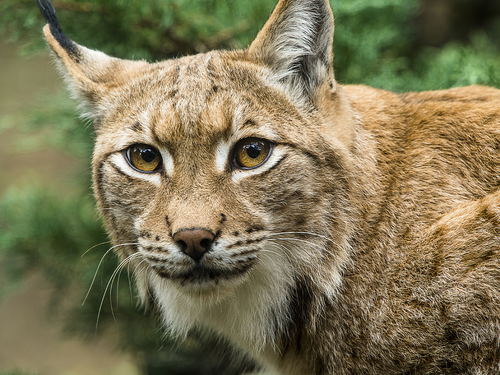 Luchs