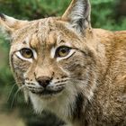 Luchs