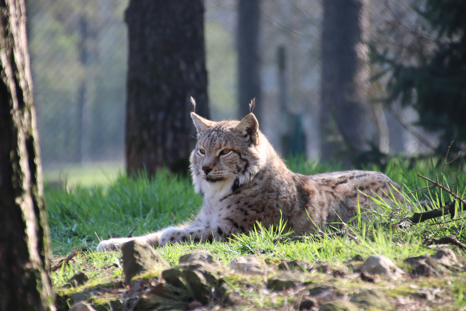 Luchs