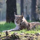 Luchs