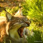 Luchs