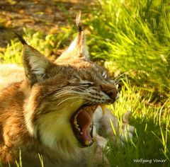 Luchs