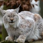 Luchs