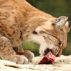 Luchs 