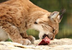 Luchs 