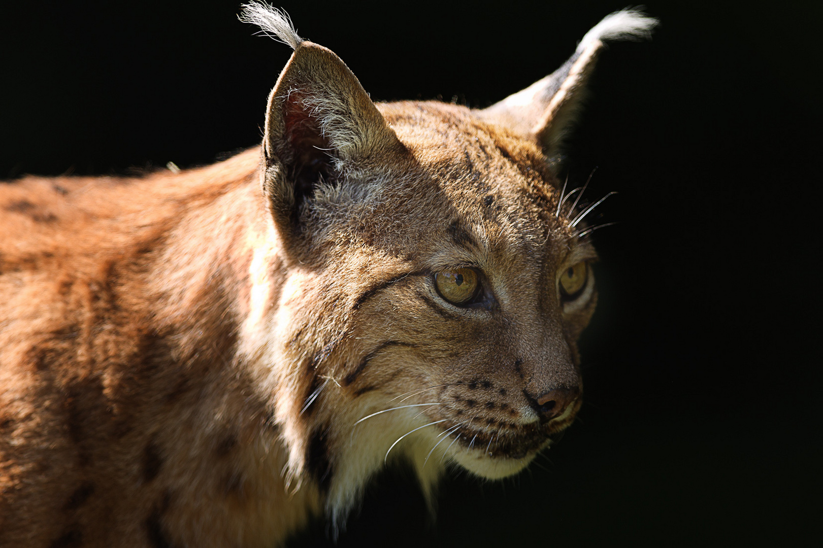 Luchs