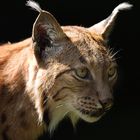 Luchs