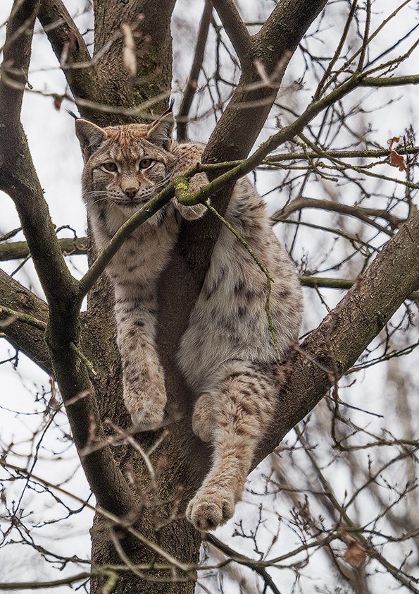 Luchs