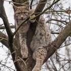 Luchs