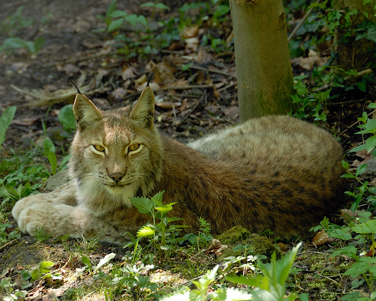 Luchs