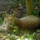 Luchs