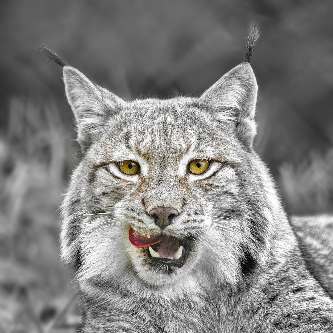 Luchs 