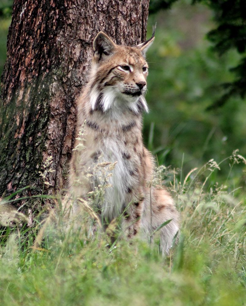 Luchs von Christel Mü... 