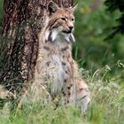 Luchs