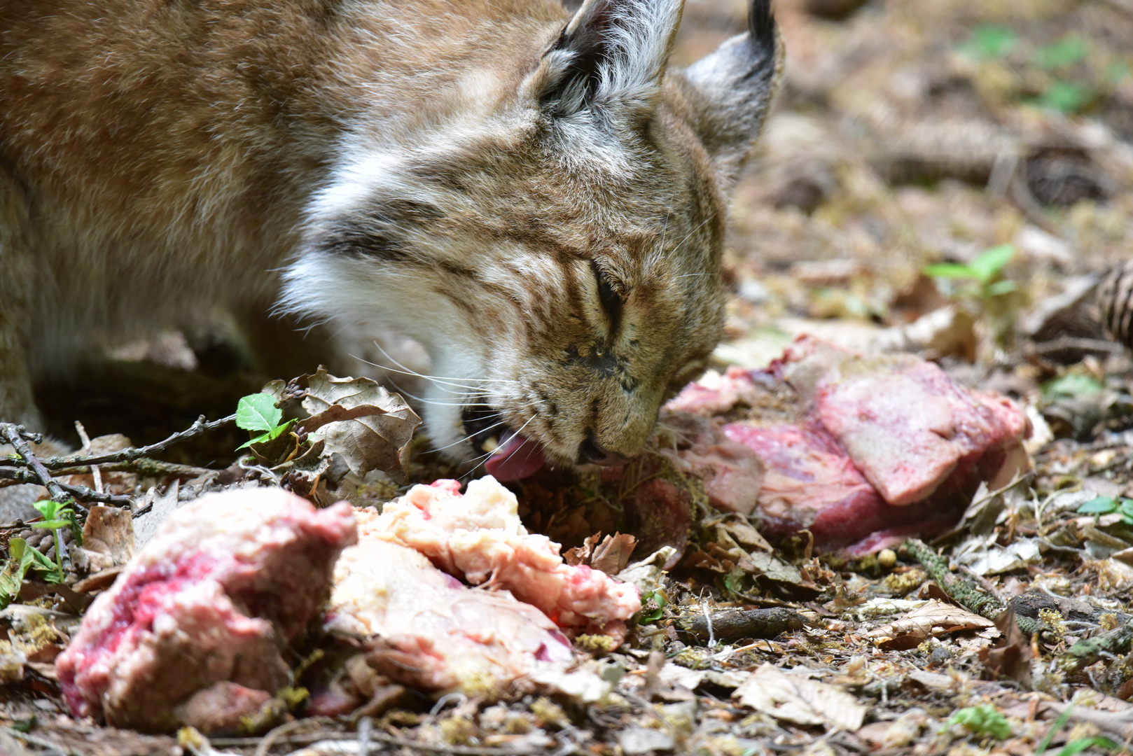 Luchs