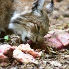 Luchs