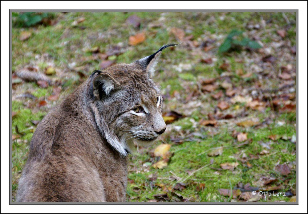 Luchs