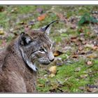 Luchs