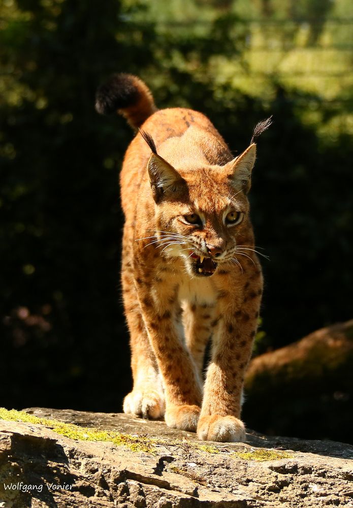 Luchs