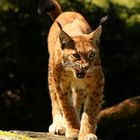 Luchs