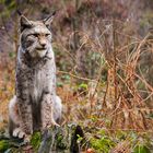 *** Luchs ***