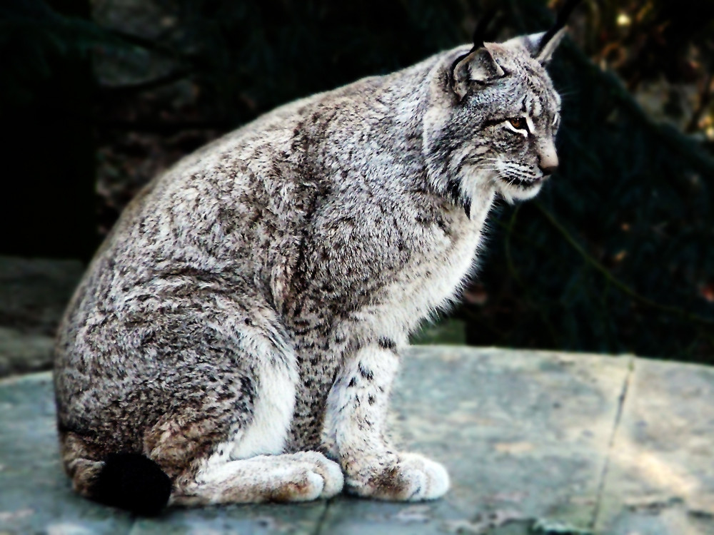 Luchs