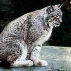 Luchs