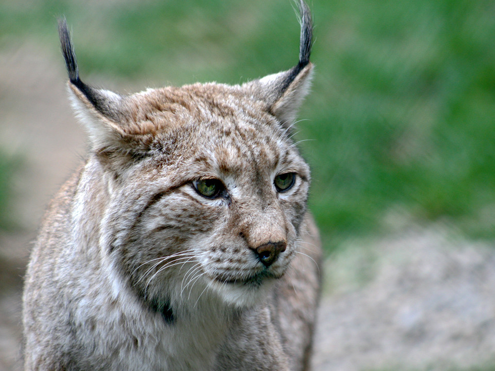 Luchs