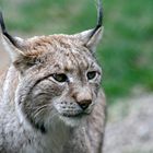 Luchs