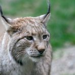 Luchs