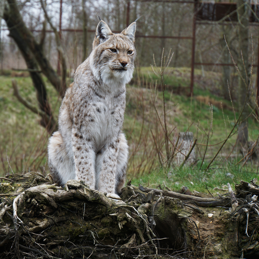 Luchs