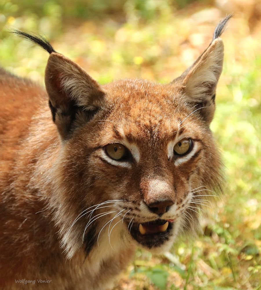 Luchs