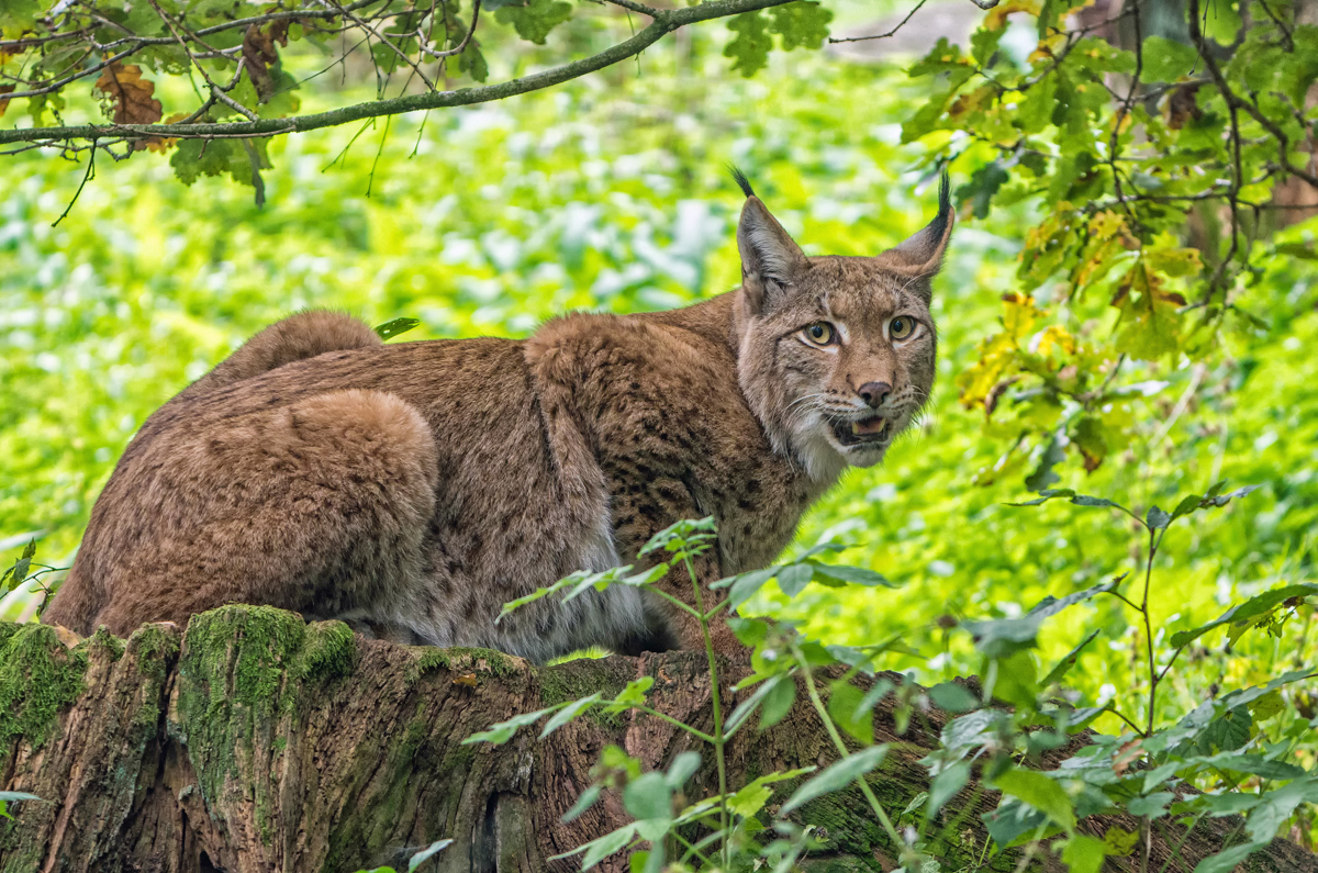 Luchs