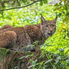 Luchs