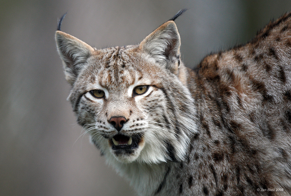 Luchs