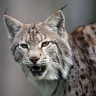 Luchs