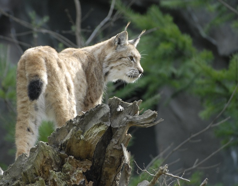 Luchs