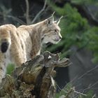 Luchs