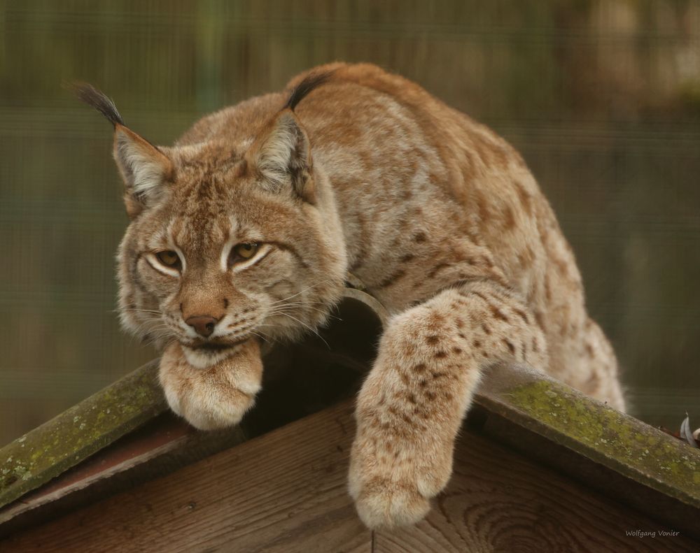 Luchs