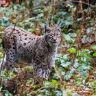 Luchs