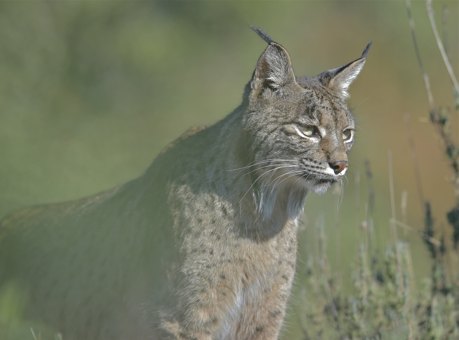 Luchs