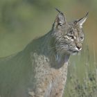 Luchs