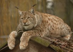 Luchs